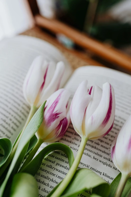 three white tulips sitting on top of an open book, pexels contest winner, white and pink, low detail, reading, up close