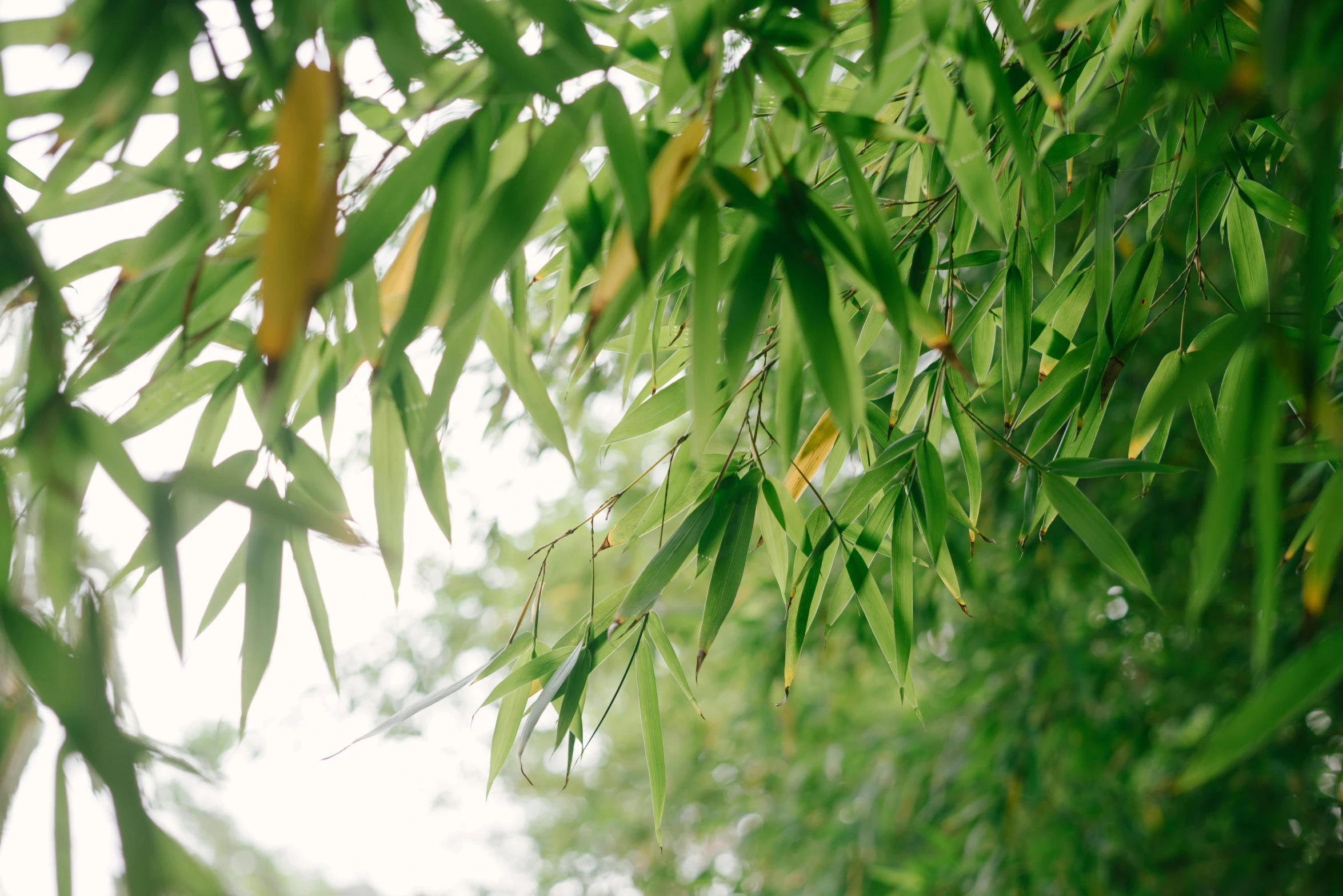 a bunch of green leaves hanging from a tree, unsplash, of bamboo, parks and gardens, shot on hasselblad, exterior shot