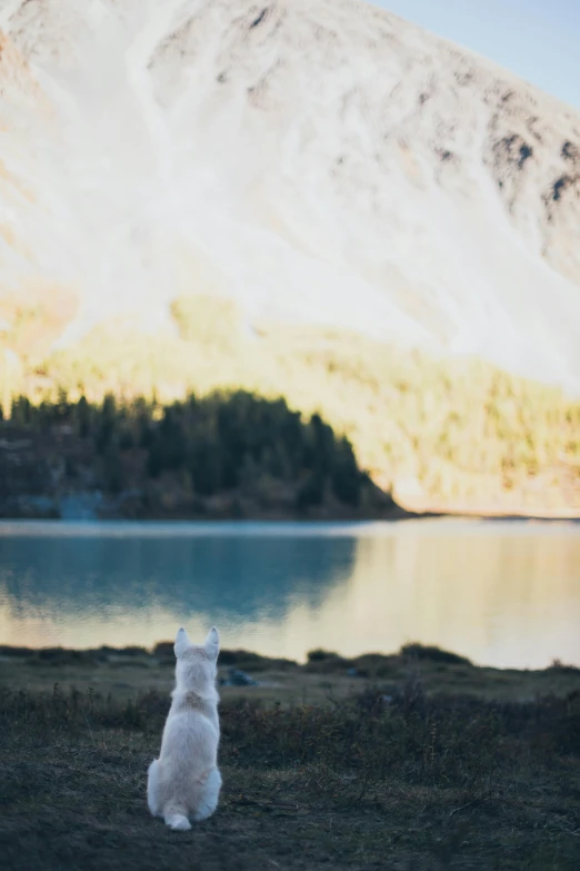 a white dog sitting next to a body of water, by Jessie Algie, pexels contest winner, banff national park, conde nast traveler photo, cinematic lut, a small