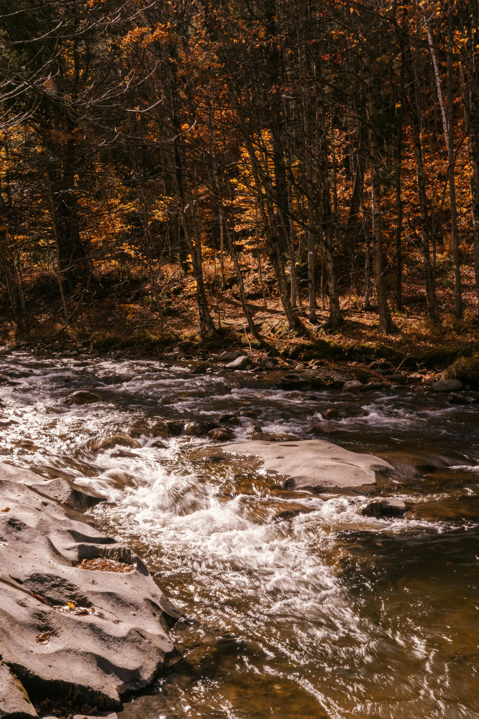 a stream running through a forest filled with lots of trees, slide show, rapids, ultrawide image, brown