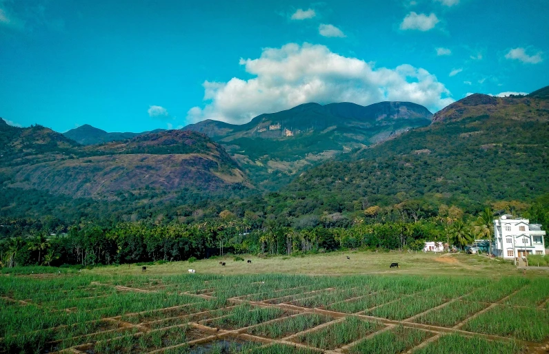 a green field with mountains in the background, by Romain brook, pexels contest winner, land art, with kerala motifs, square, brown, listing image