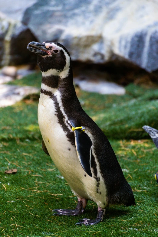 a couple of penguins standing on top of a lush green field, goggles around his neck, in the zoo exhibit, jaime jasso, eating