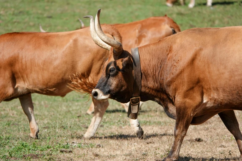 a couple of brown cows standing on top of a grass covered field, slide show, photograph, thumbnail, cow horns