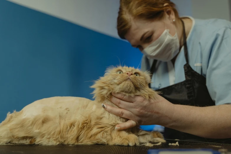 a woman in a face mask is petting a cat, filthy matted fur, ginger hair and fur, blue, hairworks