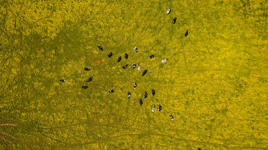 a herd of cattle standing on top of a lush green field, a photo, pexels, conceptual art, black and yellow, top down perspecrive, an aesthetic field of flowers, grain”