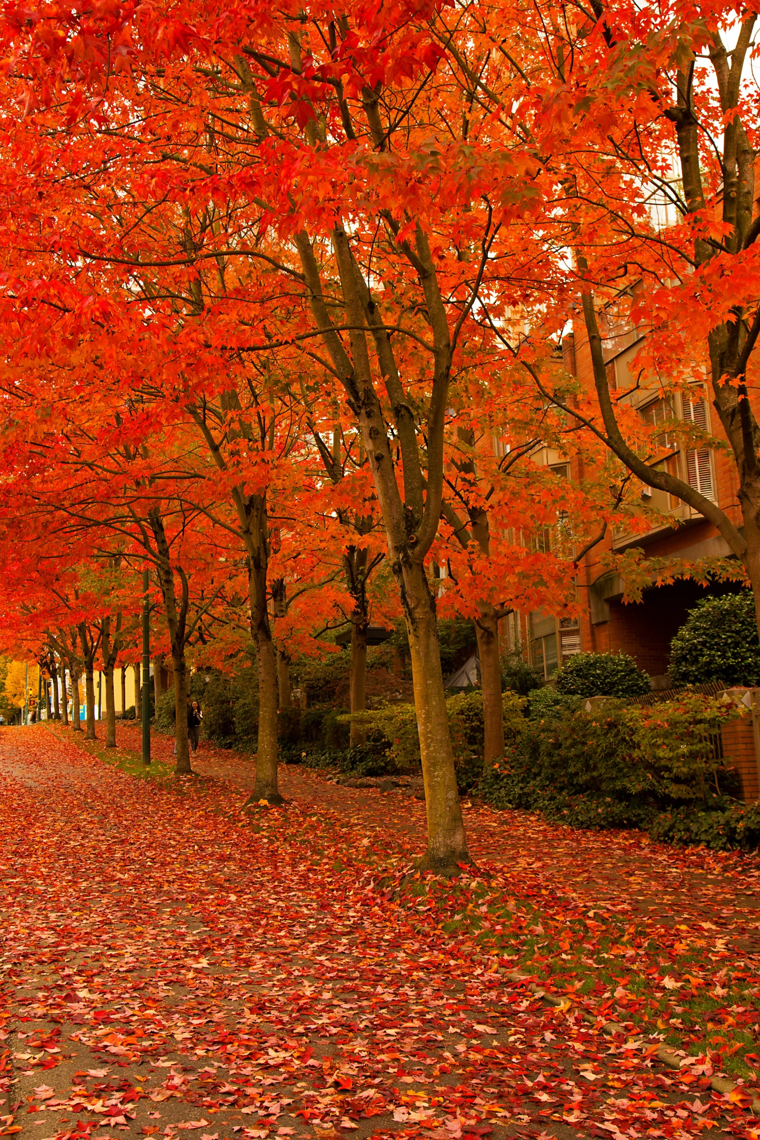 a red fire hydrant sitting on the side of a road, by Washington Allston, vancouver school, trees with lots of leaves, 8 k -