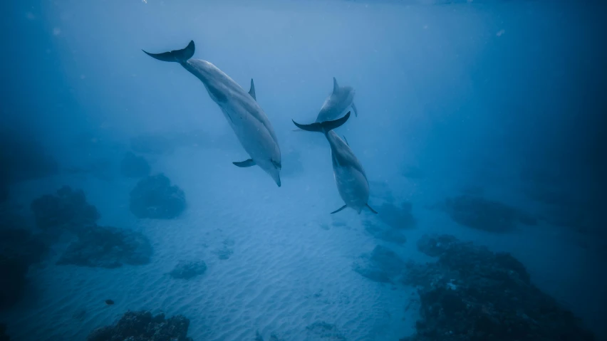 a couple of dolphins swimming in the ocean, by Andrew Geddes, unsplash contest winner, hurufiyya, coral sea bottom, blue toned, rule of three, ground level shot