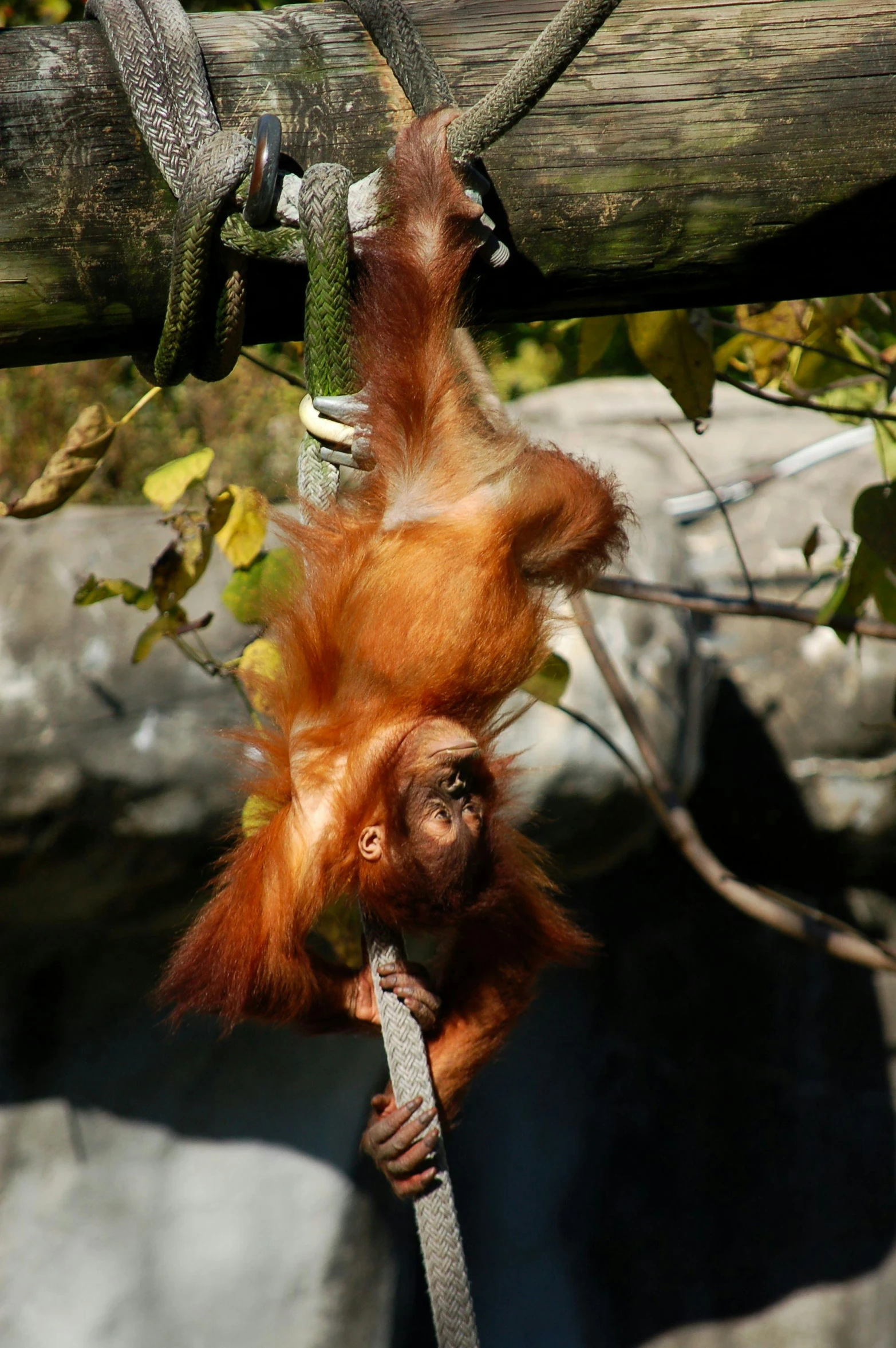 a baby oranguel hanging from a tree branch, an album cover, pexels contest winner, sumatraism, eating rotting fruit, in the zoo exhibit, hanging rope, long orange hair floating on air