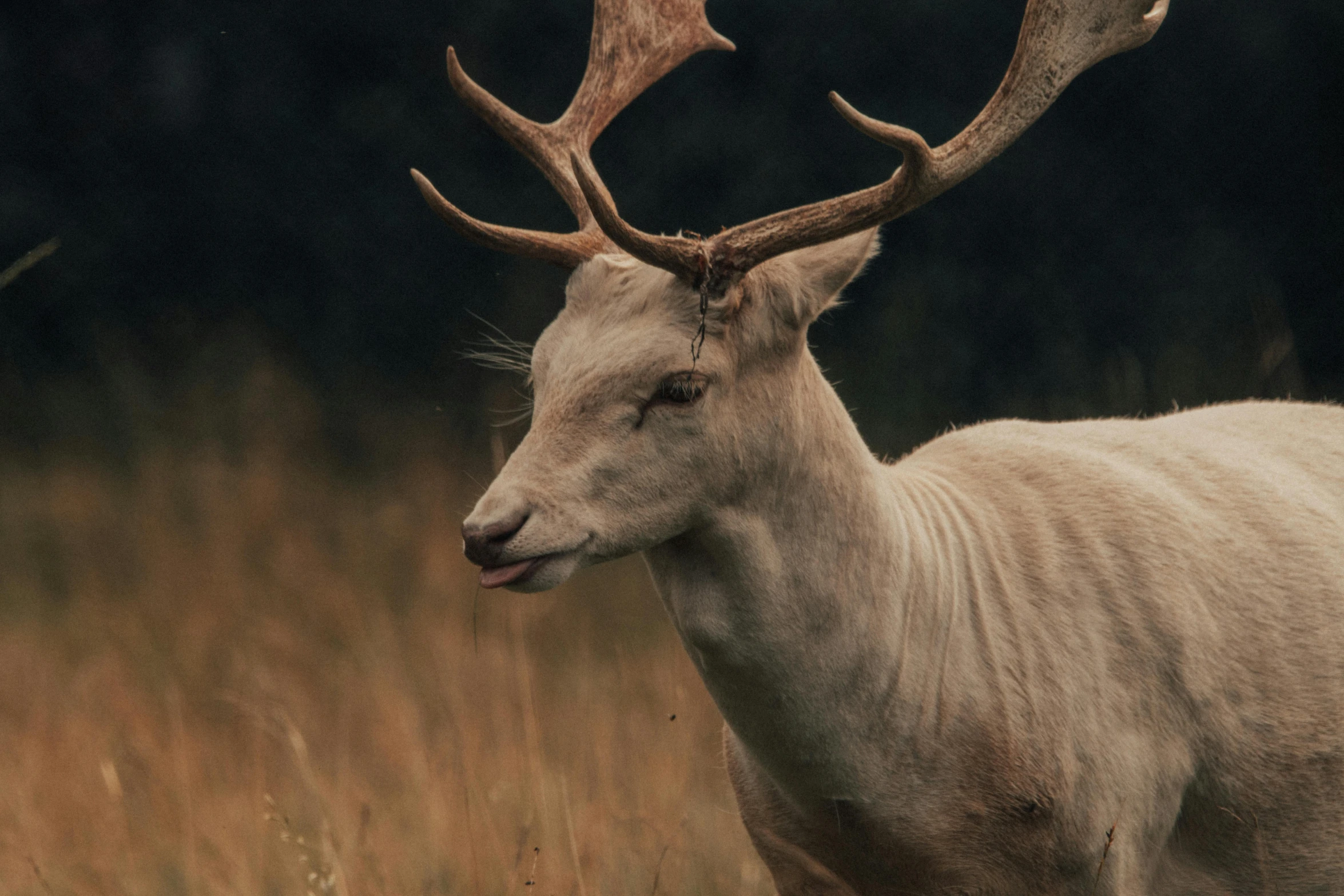 a white deer standing on top of a grass covered field, pexels contest winner, renaissance, short antlers, old male, albino skin, old color photograph