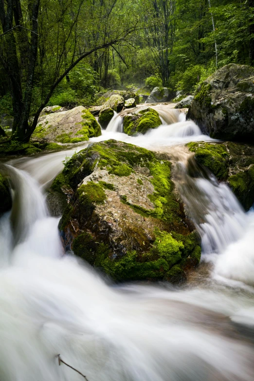 a stream running through a lush green forest, by Daniel Seghers, portugal, white water rapids, ultrawide image, fan favorite