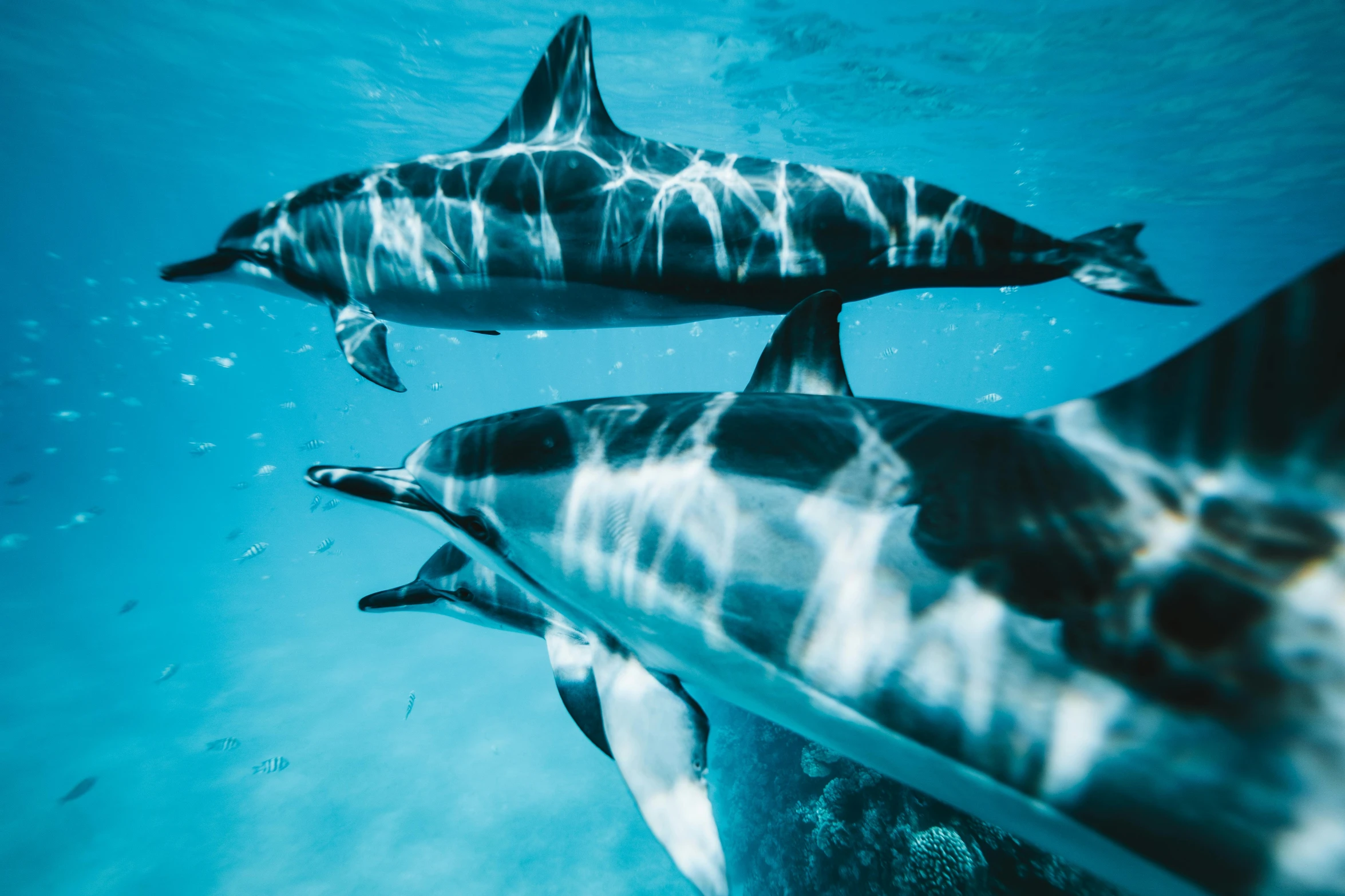 a couple of dolphins swimming next to each other, a picture, by Daniel Lieske, unsplash contest winner, humans hide in the underwater, vibrant high contrast, 🦩🪐🐞👩🏻🦳, trinity