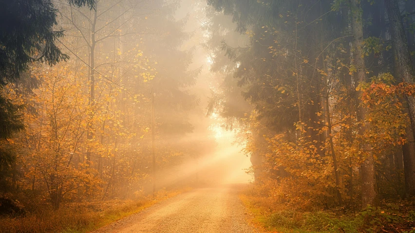 a dirt road surrounded by trees on a foggy day, pixabay contest winner, romanticism, beams of golden light, paul barson, soft diffuse autumn lights, light orange mist