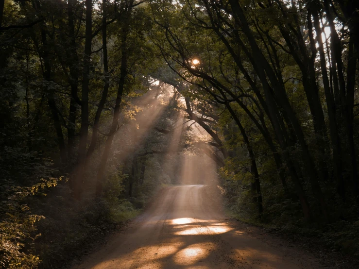 the sun shines through the trees on a dirt road, pexels contest winner, light beams with dust, paul barson, holy rays, afternoon