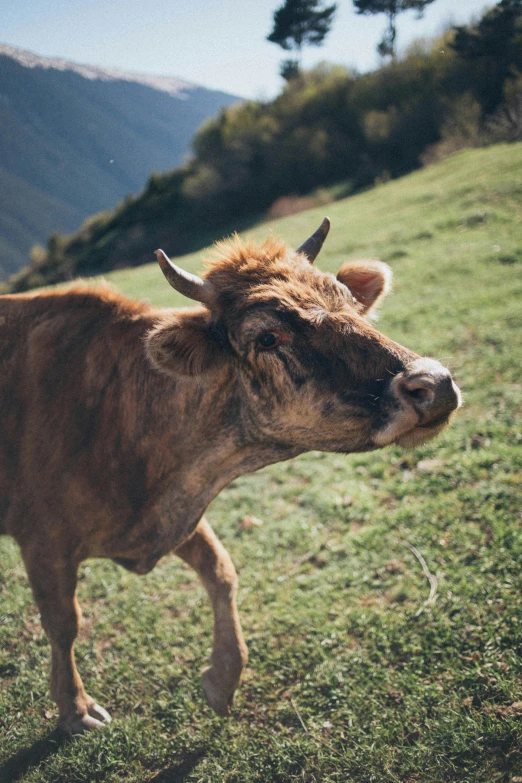 a brown cow standing on top of a lush green field, trending on unsplash, renaissance, square nose, high quality photo, alessio albi, tourist photo