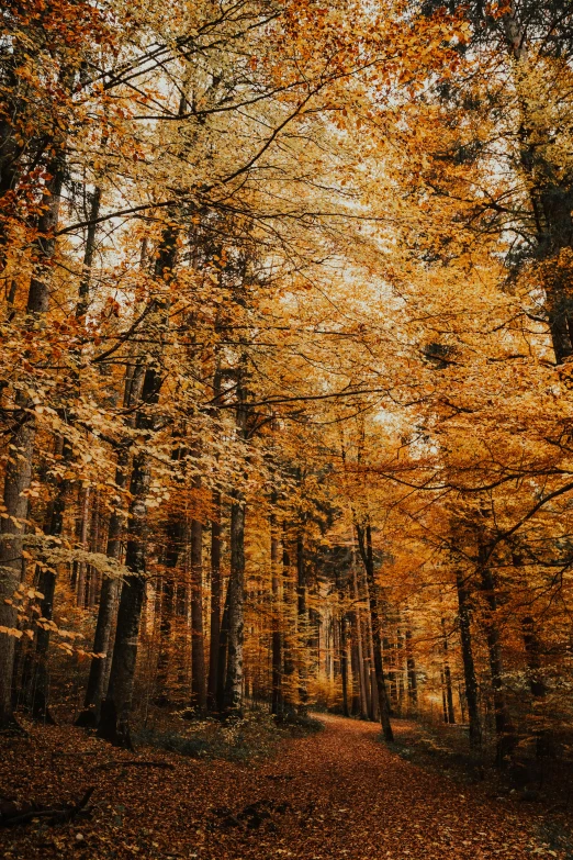 a forest filled with lots of trees covered in yellow leaves, unsplash contest winner, baroque, brown and gold, tall, high detail 4k, 4k serene