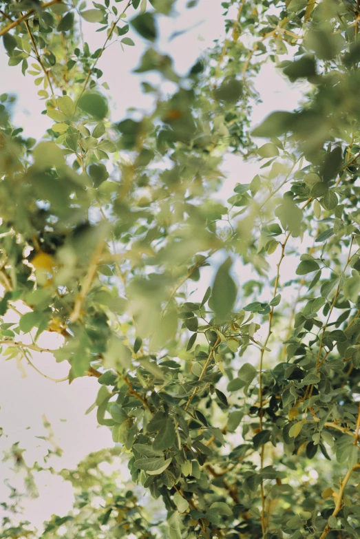 a couple of birds sitting on top of a tree, by Pamela Ascherson, unsplash, photorealism, greenish expired film, eucalyptus, view from ground, loosely cropped