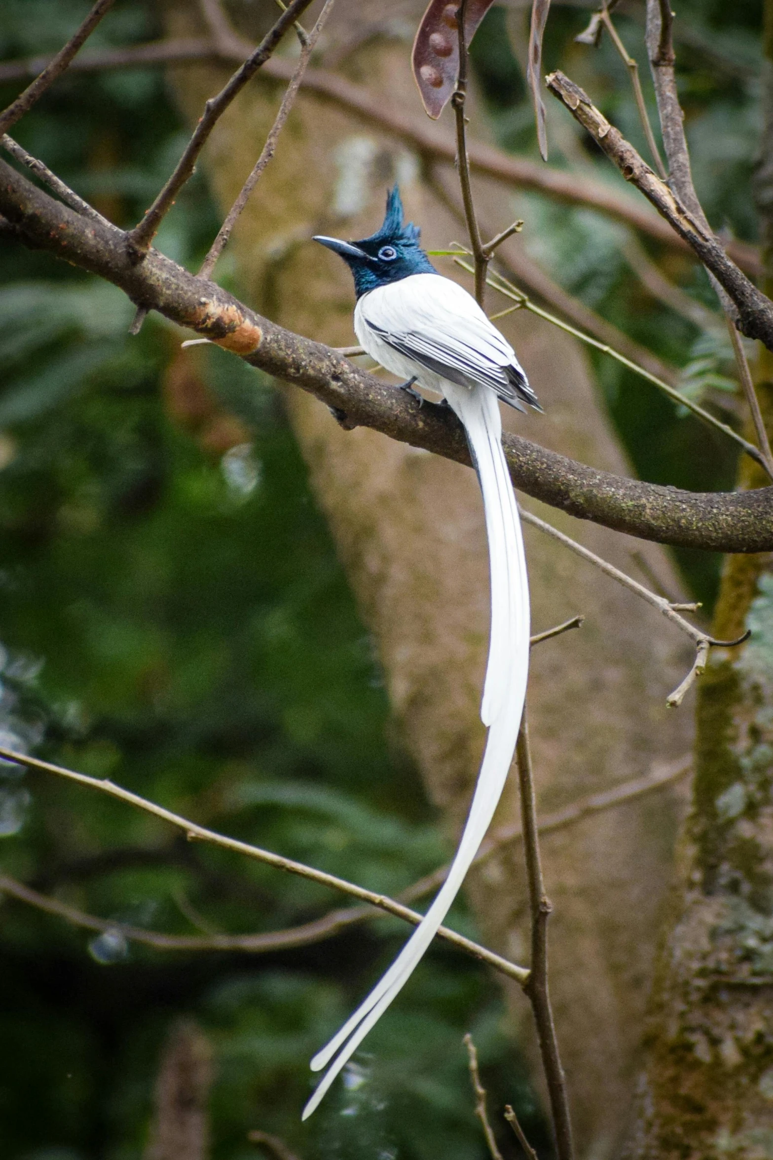 a white bird sitting on top of a tree branch, blue phoenix bird, long tail with horns, in a jungle, thin antennae