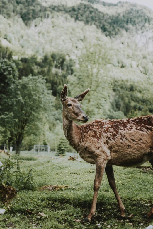 a deer that is standing in the grass, pexels contest winner, sumatraism, switzerland, gif, a 35mm photo, dappled