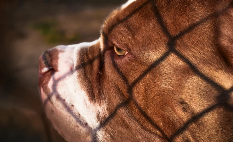 a close up of a dog behind a fence, cyborg - pitbull, warm shading, shot with sony alpha 1 camera, detailed skin