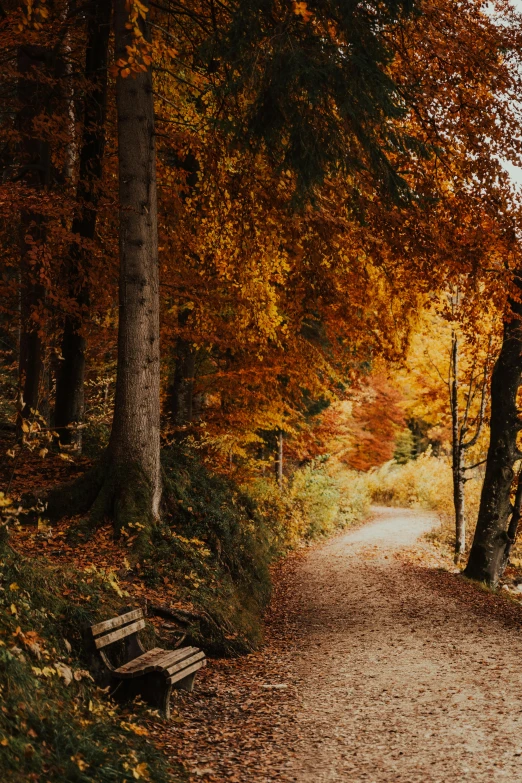 a wooden bench sitting on the side of a dirt road, pexels contest winner, autumn forest, black forest, warm cosy colors, winding around trees