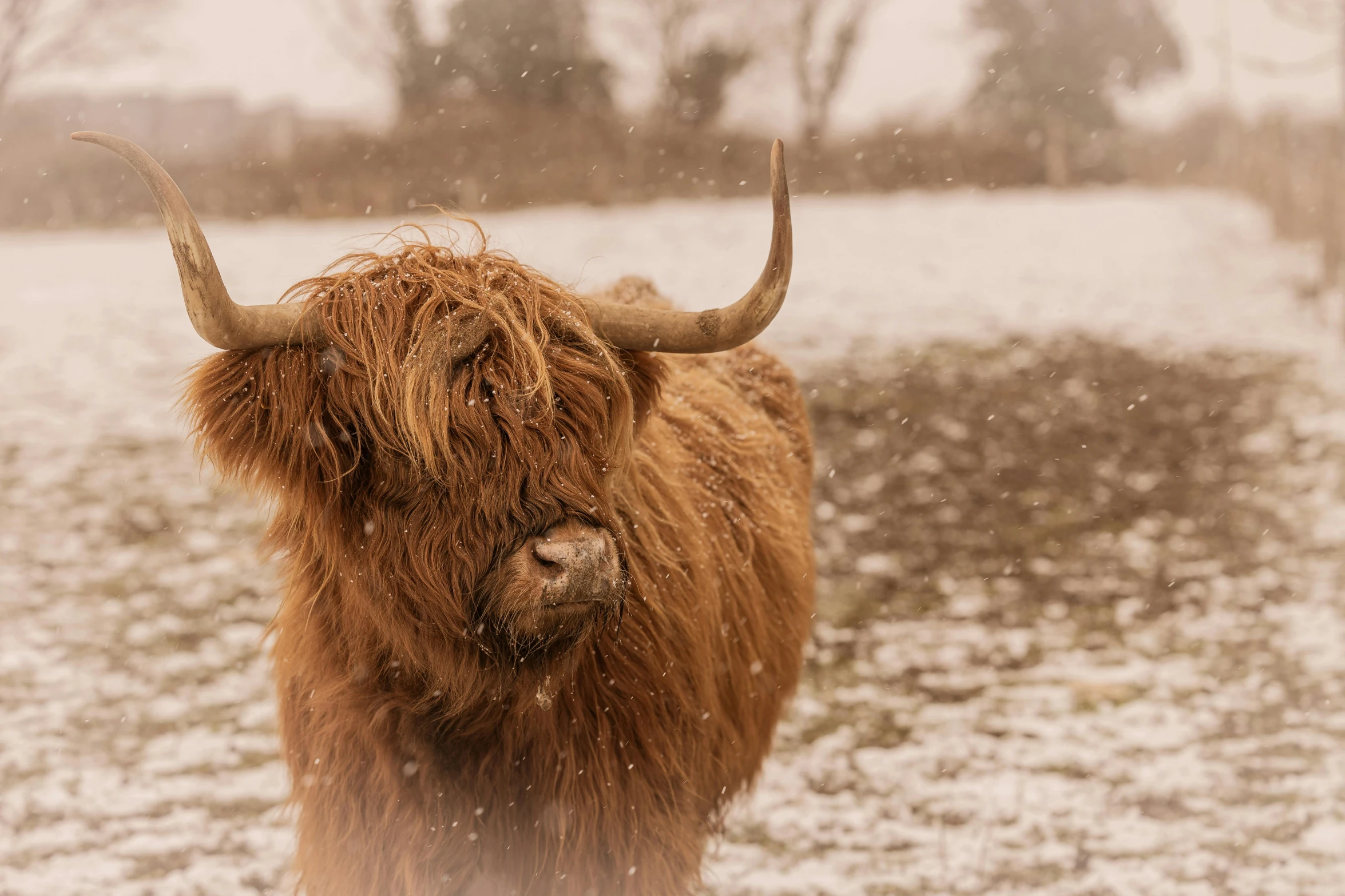 a brown cow standing on top of a snow covered field, pexels contest winner, renaissance, wet skin and windblown hair, scottish style, thumbnail, hasselblad photo