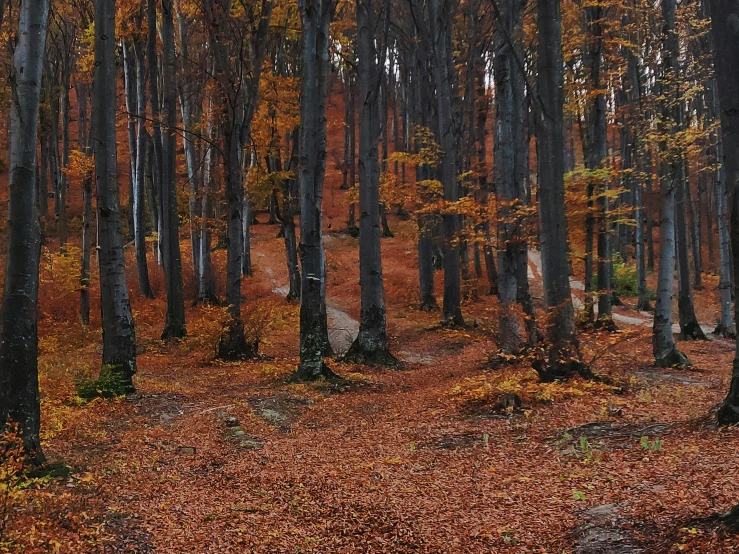 a forest filled with lots of trees covered in leaves, by Mirko Rački, pexels contest winner, baroque, gray and orange colours, panoramic shot, brown, phone photo