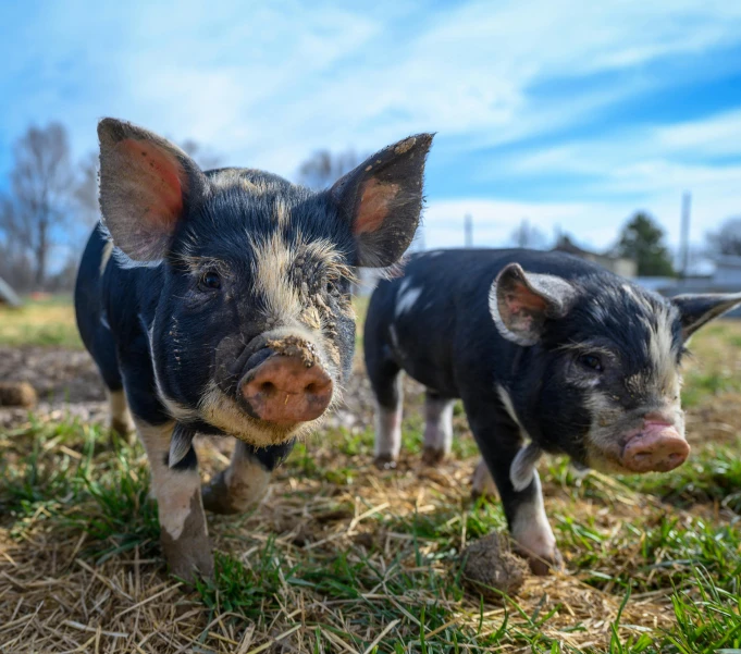 a couple of pigs standing on top of a grass covered field, facing the camera