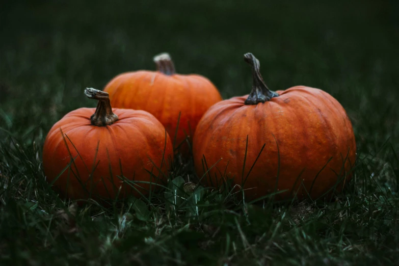 three orange pumpkins sitting in the grass, a picture, pexels, dark. no text, a green, adi meyers, multiple stories