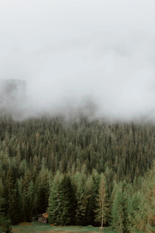 a herd of cattle grazing on top of a lush green field, a picture, trending on unsplash, romanticism, in a foggy redwood forest, ominous! landscape of north bend, view above the clouds, ((forest))