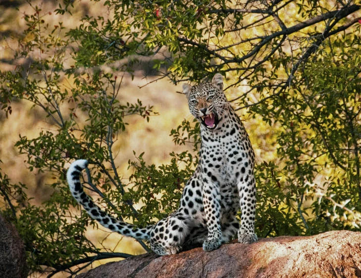 a leopard sitting on top of a rock next to a tree, by Juergen von Huendeberg, fine art, screaming at the camera, singing, immature, award-winning”