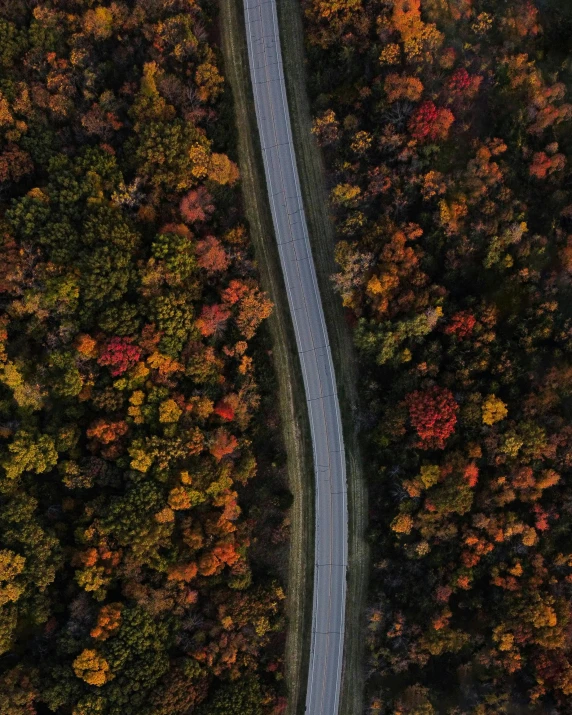 an aerial view of a road surrounded by trees, pexels contest winner, color field, thumbnail, foliage, lgbtq, a 35mm photo