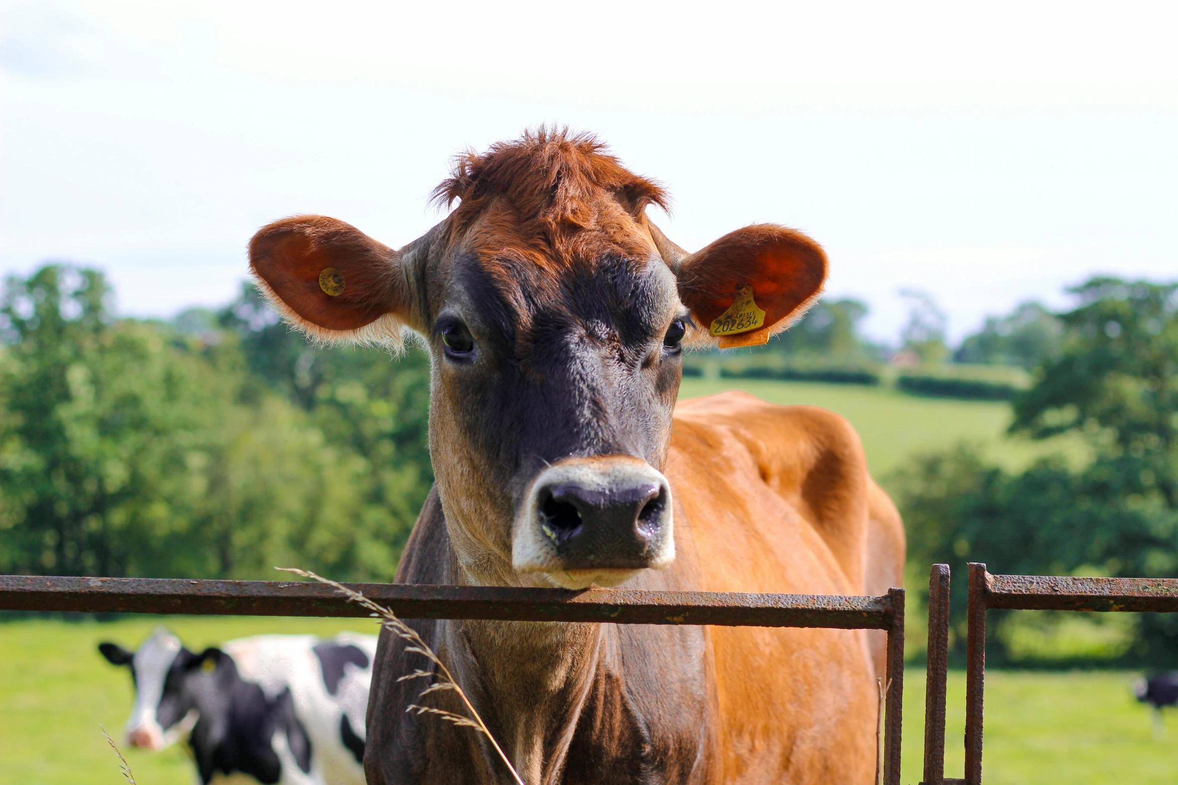 a brown cow standing on top of a lush green field, profile image