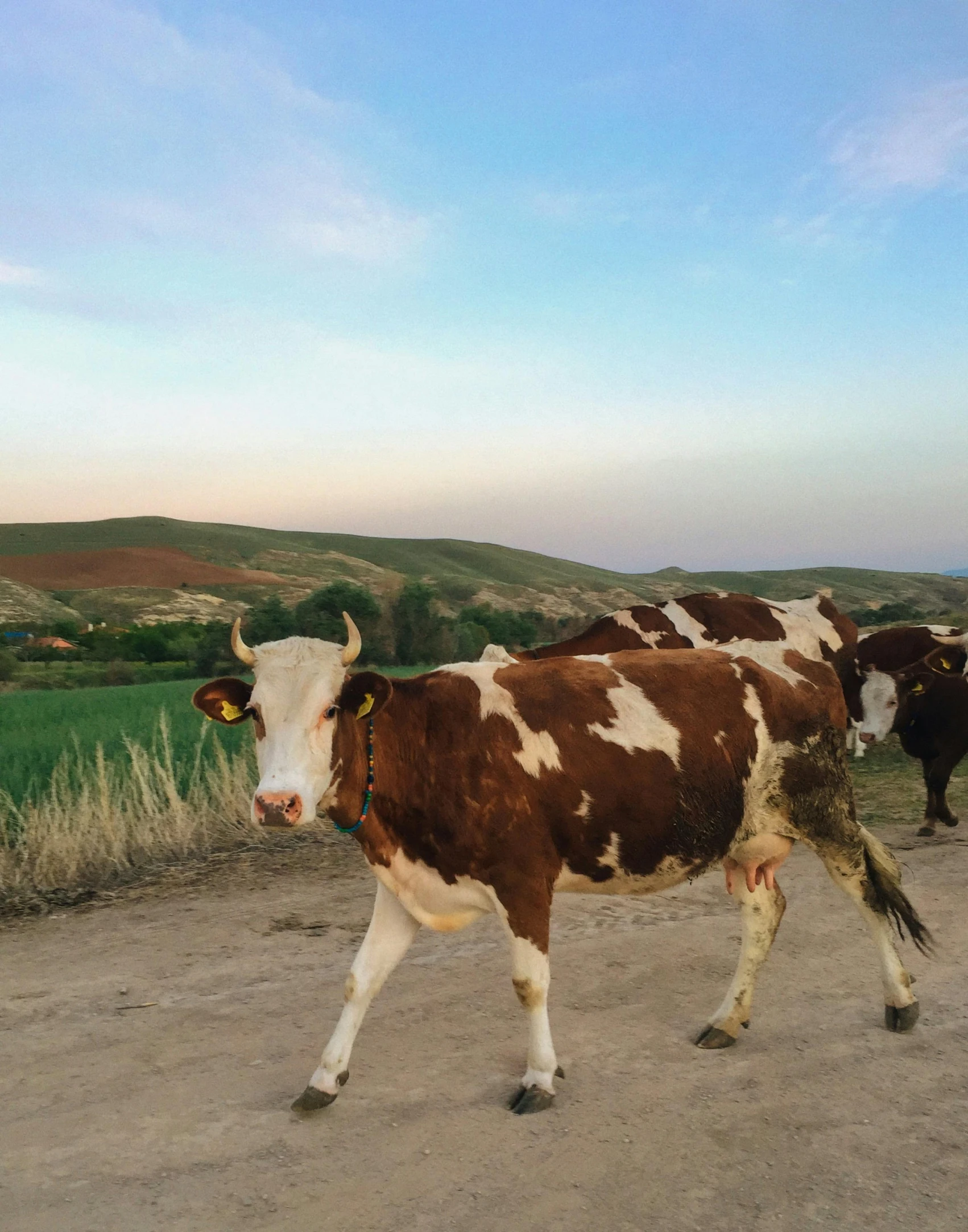 a herd of cows walking down a dirt road, on a hill, during a sunset, profile image