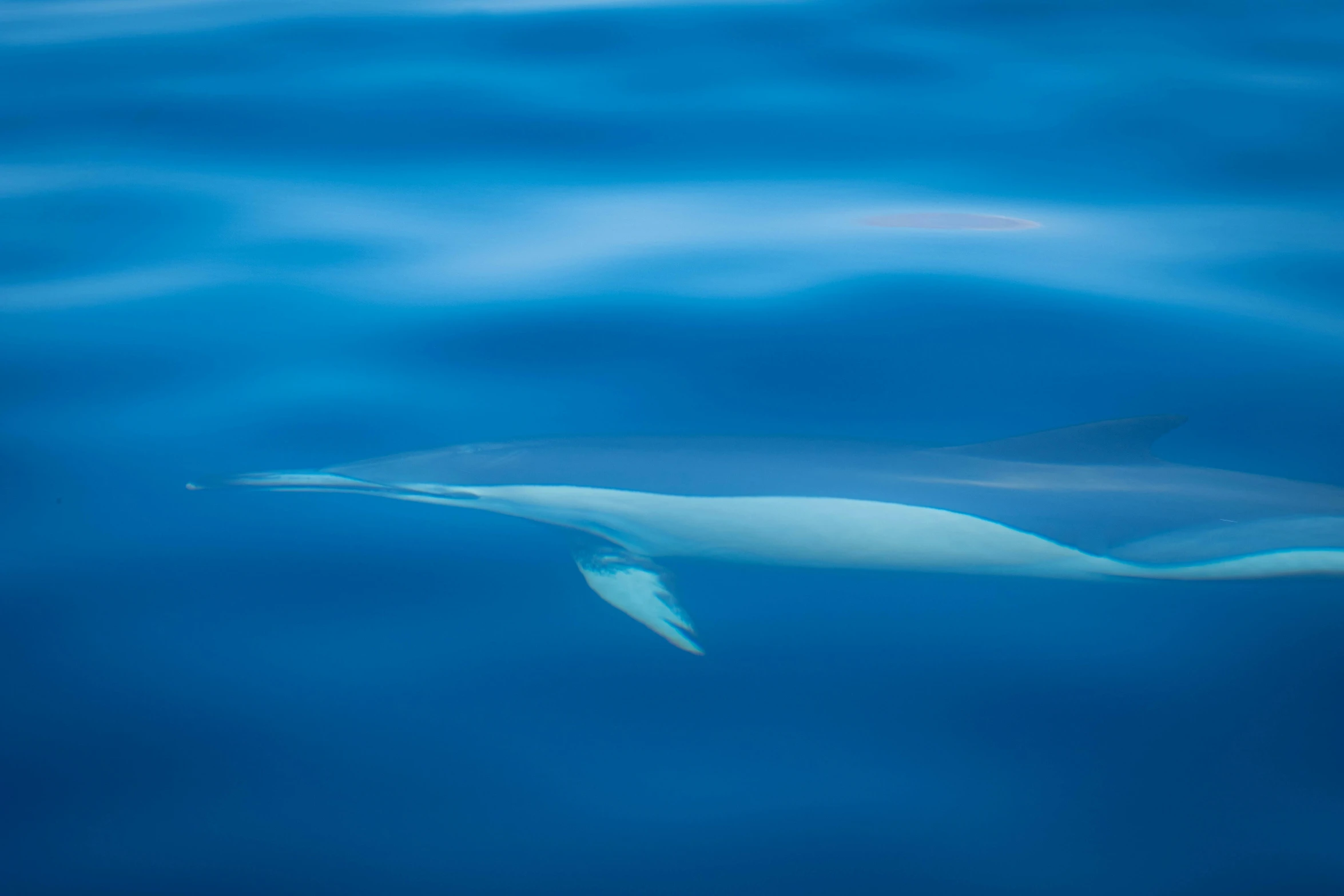 a dolphin swimming in the blue water, by Matthias Weischer, unsplash contest winner, hurufiyya, soft white rubber, iceland photography, 3/4 side view, fine art print