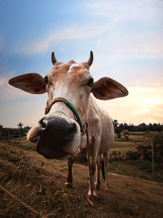 a cow standing on top of a grass covered field, facing the camera, snout under visor, multiple stories, profile image