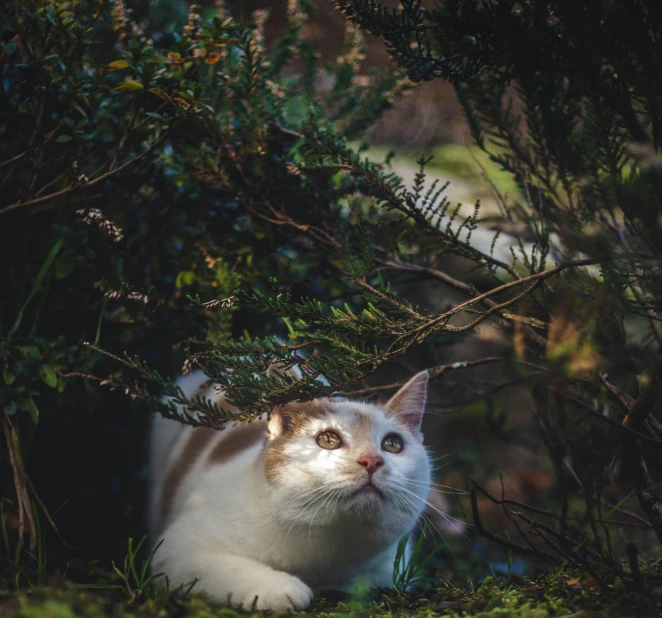 a cat that is sitting in the grass, by Julia Pishtar, unsplash, hides in the shadows of trees, with soft bushes, hunting, heterochromia