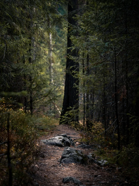 a dirt path in the middle of a forest, yosemite, low-light photograph, ((forest)), cinematic still