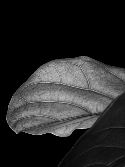 a black and white photo of a leaf, inspired by Edward Weston, art photography, fernando guerra, by greg rutkowski, huge ficus macrophylla, wing