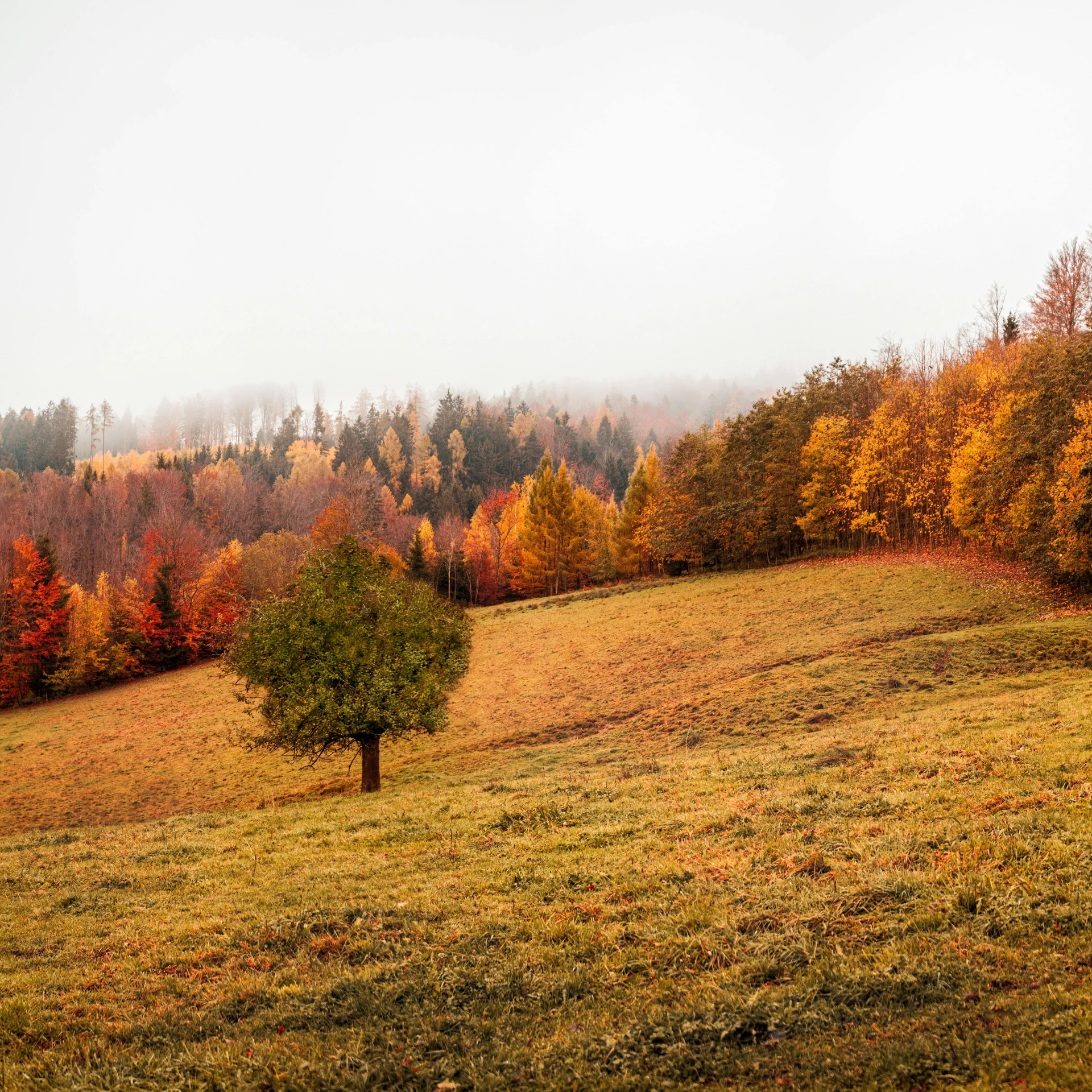 a lone tree sitting on top of a lush green hillside, by Sebastian Spreng, pexels contest winner, color field, withering autumnal forest, overcast, jovana rikalo, autumn leaves on the ground