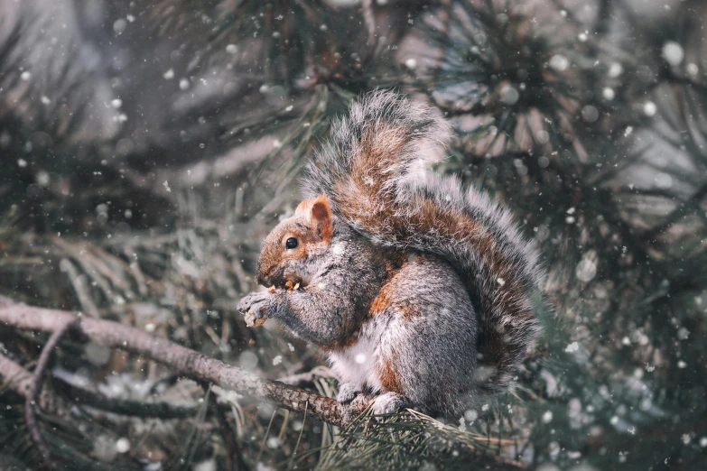 a squirrel sitting on top of a tree branch in the snow, by Adam Marczyński, trending on pexels, renaissance, eating, while it's raining, illustration », dressed in a gray