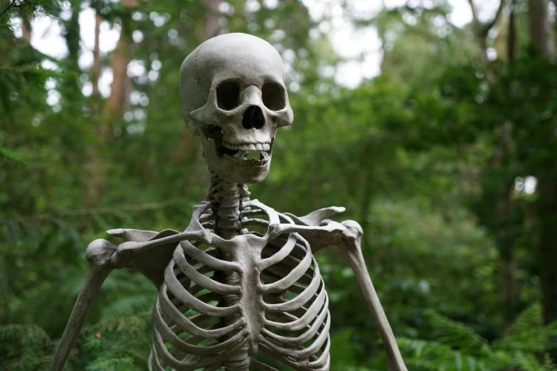 a skeleton standing in the middle of a forest, a statue, by Sarah Lucas, unsplash, aged 4 0, ray harryhausen, ”ultra realistic, medicine