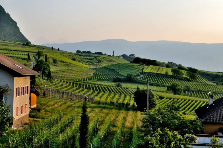 a house sitting on top of a lush green hillside, pexels contest winner, renaissance, wine, early morning lighting, stefano brunesci, gray