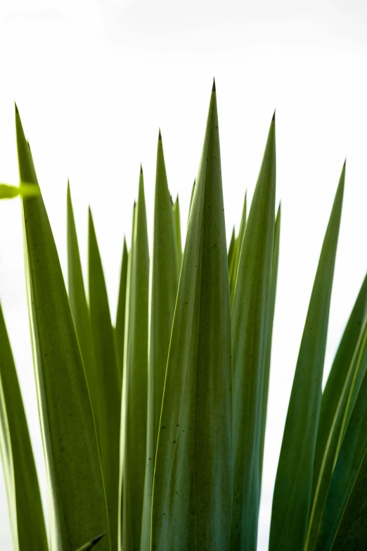 a close up of a plant with green leaves, by David Simpson, visual art, very long spires, with a white background, wide irises, directional sunlight skewed shot