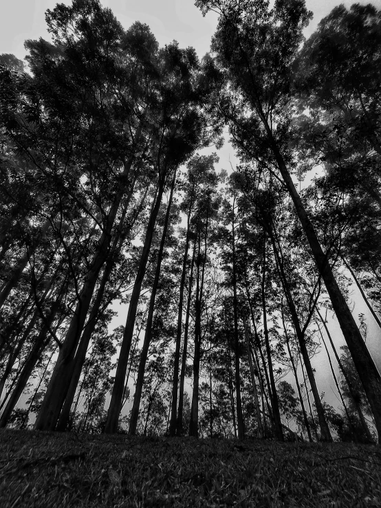 a black and white photo of a forest, by Jacob Kainen, low angle!!!!, indian forest, evening!! in the forest, eucalyptus trees