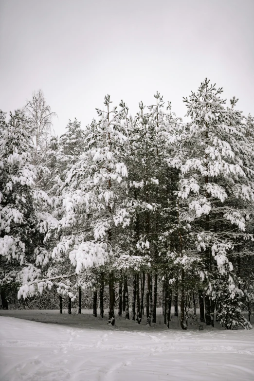 a black and white photo of snow covered trees, pexels contest winner, pine trees in the background, lot of trees, cold colours, minn
