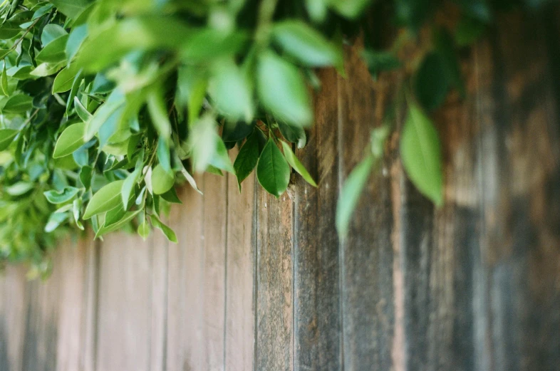 a fire hydrant sitting next to a wooden fence, a picture, unsplash, backlight green leaves, background image, sukkot, herbs hanging