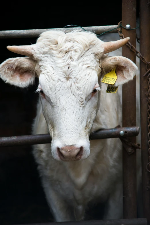 a close up of a cow behind a fence, pale white face, commercially ready, square face, shot with sony alpha