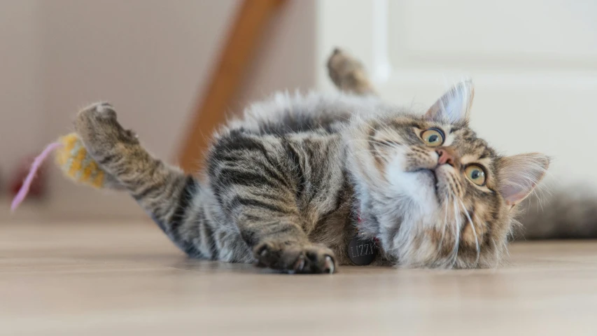 a cat laying on its back on the floor, pexels contest winner, doing a sassy pose, up close, high resolution photo, realistic image