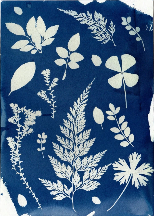a close up of a piece of paper with leaves on it, a screenprint, by Aileen Eagleton, cyanotype, 1 8 4 8, garden flowers pattern, various posed