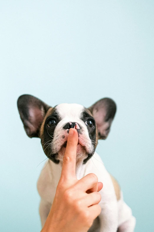 a close up of a person holding a small dog, trending on unsplash, renaissance, speak no evil, french kiss, pointing index finger, speech